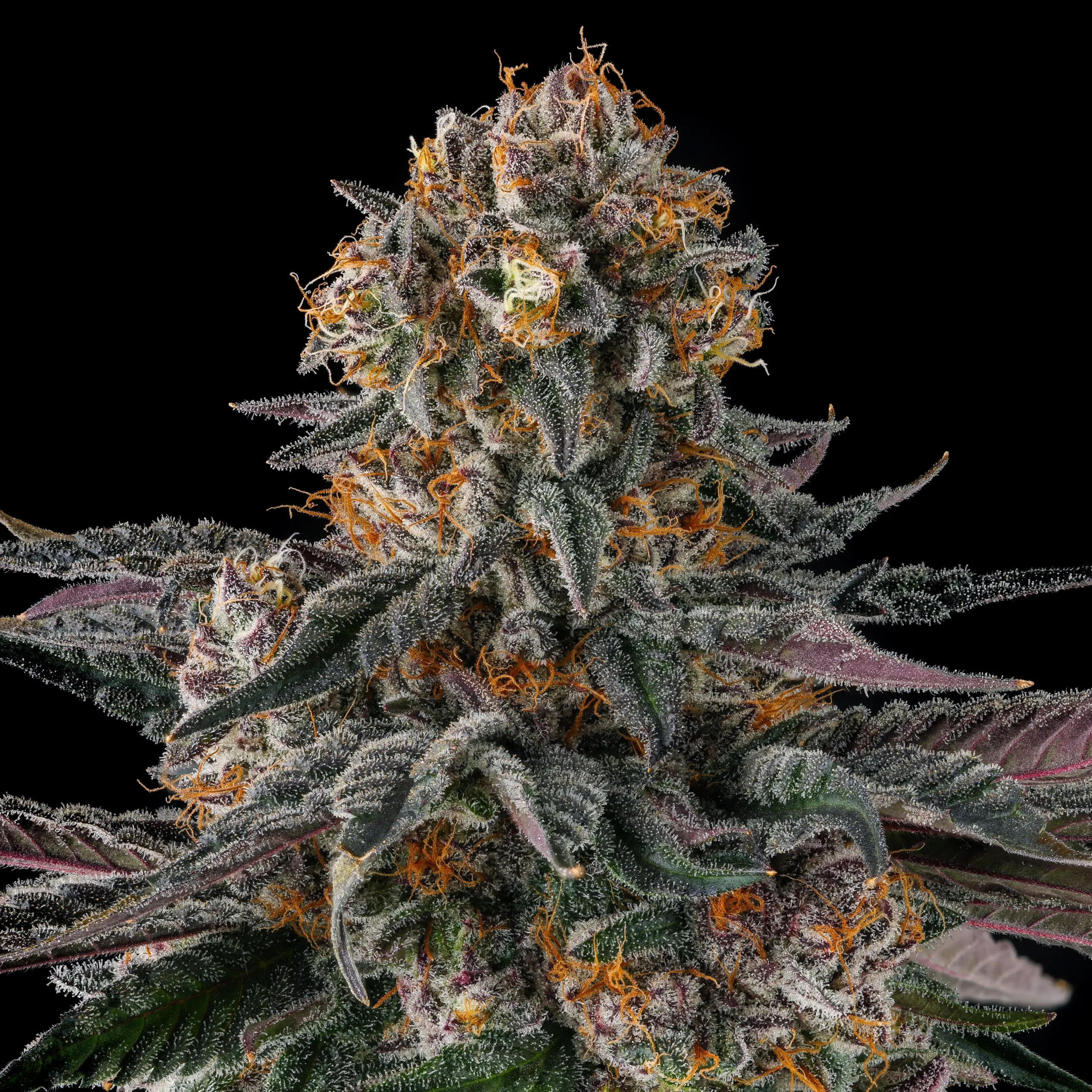 Cannabissamen Orange Moon für Indoor und Outdoor